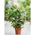 Philodendron Squamiferum L 140 cm kamerplant