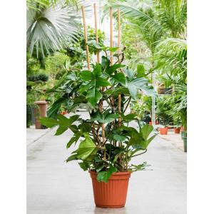 Philodendron Squamiferum L 140 cm kamerplant