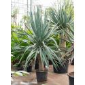 Dracaena Draco Compact L 200 cm kamerplant