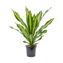 Dracaena Fragrans Burley 90 cm kamerplant