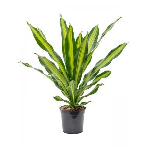 Dracaena Fragrans Burley 90 cm kamerplant