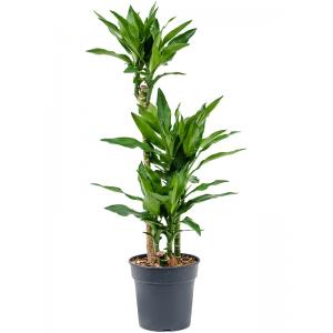 Dracaena Fragrans Burundii S 110 cm kamerplant