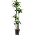 Dracaena Fragrans Dorado L 155 cm kamerplant