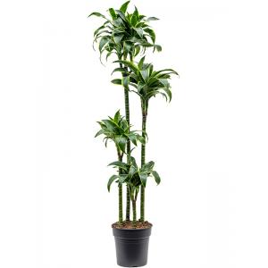 Dracaena Fragrans Dorado L 155 cm kamerplant