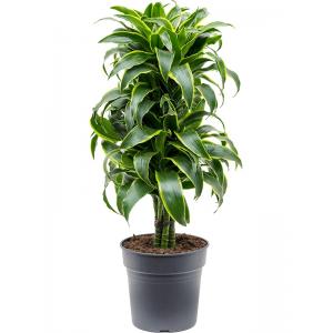 Dracaena Fragrans Dorado M 100 cm kamerplant