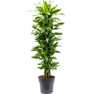 Dracaena Fragrans Golden Coast L 140 cm kamerplant