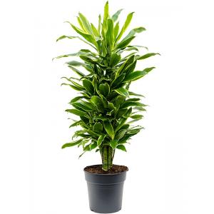 Dracaena Fragrans Golden Coast S 110 cm kamerplant