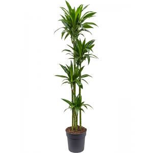 Dracaena Fragrans Janet Craig XL 170 cm kamerplant