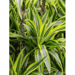 Dracaena Fragrans Lemon Lime XS 90 cm kamerplant