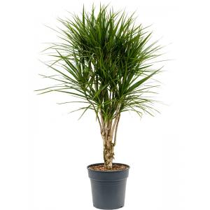 Dracaena Marginata L 130 cm kamerplant