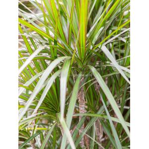 Dracaena Marginata Magenta 160 cm kamerplant