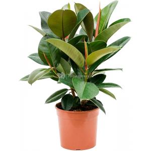 Ficus Elastica Robusta 60 cm kamerplant