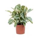 Ficus Elastica Tineke XS 60 cm kamerplant