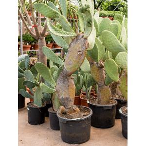 Cactus Opuntia Indica L 200 cm kamerplant