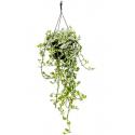 Scindapsus Epipremnum Njoy 60 cm hangplant