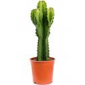 Euphorbia Cactus Ingens S 80 cm kamerplant