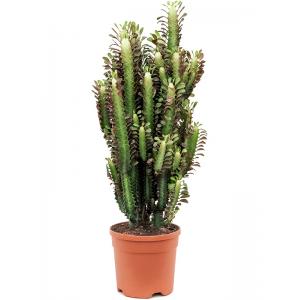 Euphorbia Cactus Trigona Rubra M 55 cm kamerplant