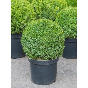 Buxus Sempervirens Bol M 60 cm tuinplant