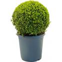 Buxus Sempervirens Bol S 55 cm tuinplant