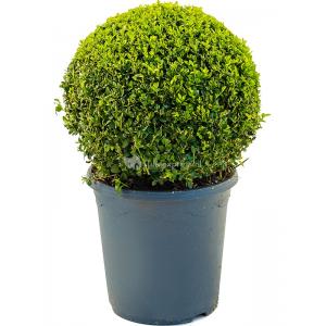 Buxus Sempervirens Bol S 55 cm tuinplant