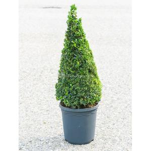 Buxus Sempervirens Piramide 70 cm tuinplant