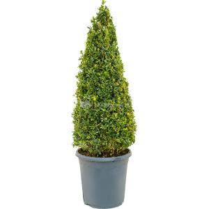 Buxus Sempervirens Piramide 90 cm tuinplant