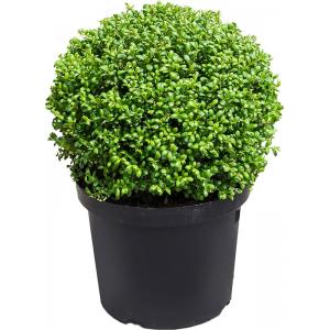 Buxus vervanger Ilex Crenata Convexa Bol XS 50 cm tuinplant