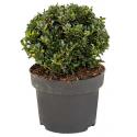 Buxus vervanger Ilex Crenata Dark Green Bol S 45 cm tuinplant