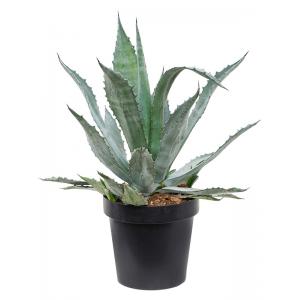 Agave Americana 65 cm tuinplant