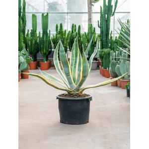 Agave Americana Variegata 80 cm tuinplant