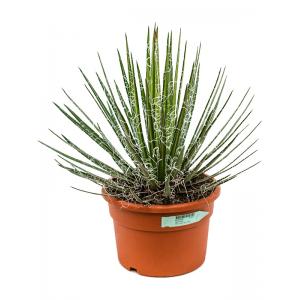 Agave Filifera 50 cm tuinplant