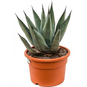 Agave Nigra S 50 cm tuinplant