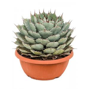 Agave Potatorum Compacta S 35 cm tuinplant