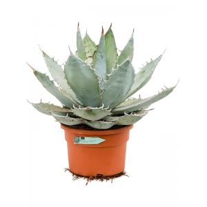 Agave Titanota Blue Ice 55 cm tuinplant