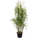 Bamboe Fargesia Murieliae Jumbo M 110 cm tuinplant