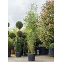 Bamboe Fargesia Robusta Campbell 250 cm tuinplant