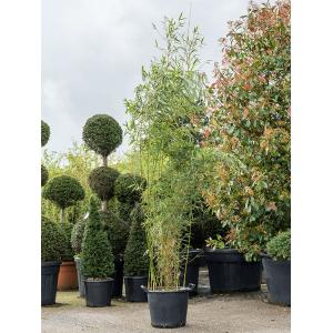 Bamboe Fargesia Robusta Campbell 250 cm tuinplant