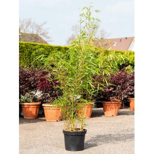 Bamboe Fargesia Rufa 125 cm tuinplant