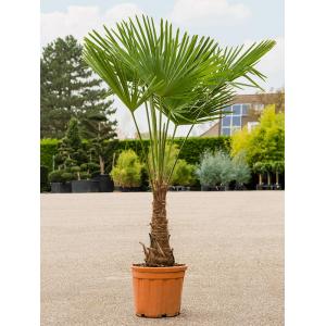 Chinese Waaierpalm Trachycarpus Fortunei S 170 cm tuinplant