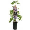 Blauwe Regen Wisteria Sinensis 120 cm klimplant