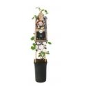 Klimroos Lichtroze Rosa New Dawn 75 cm klimplant