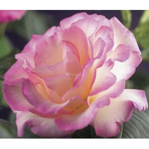 Klimroos Roze Rosa Pink Candy 75 cm klimplant