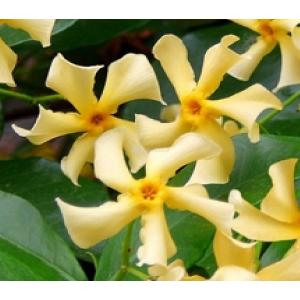 Toscaanse Jasmijn Trachelospermum Jasminoides Star of Toscane PBR 75 cm klimplant