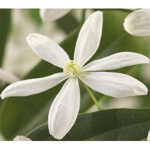 Bladhoudende Clematis Armandii 120 cm klimplant