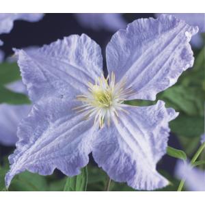 Grootbloemige Clematis Blue Angel 120 cm klimplant