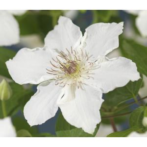 Grootbloemige Clematis Destiny 75 cm klimplant