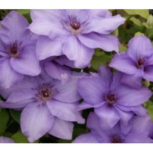 Grootbloemige Clematis Esther PBR 75 cm klimplant