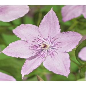 Grootbloemige Clematis Hagley Hybrid 120 cm klimplant