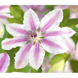 Grootbloemige Clematis Nelly Moser 120 cm klimplant