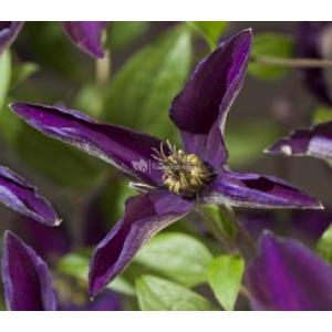 Grootbloemige Clematis Noora PBR L 120 cm klimplant